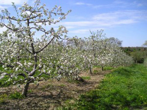 AL Apple 1016 7_Soergels.jpg